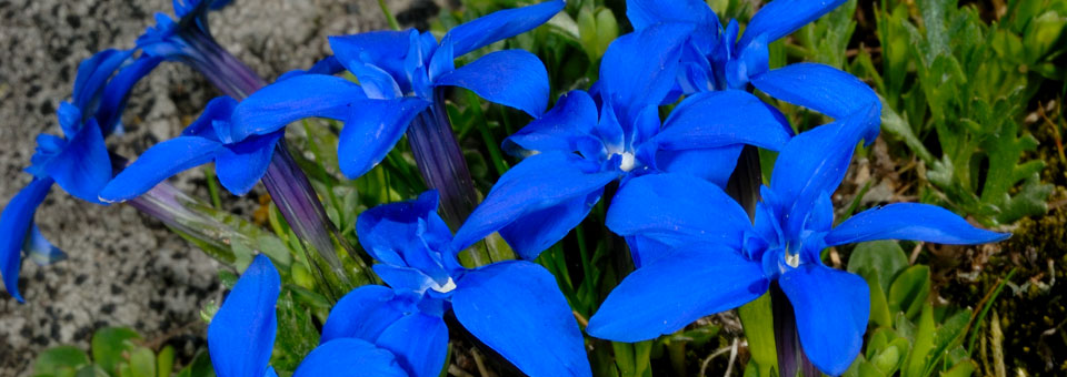 giardino botanico gressoney