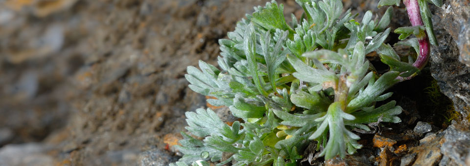 Riserve Naturali Gargantua Valle d Aosta 