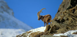 Parco nazionale <br />Gran Paradiso