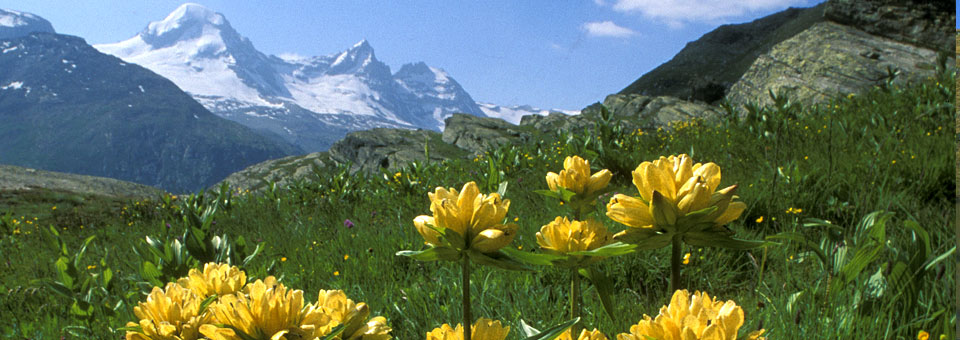 parco gran paradiso valle d aosta