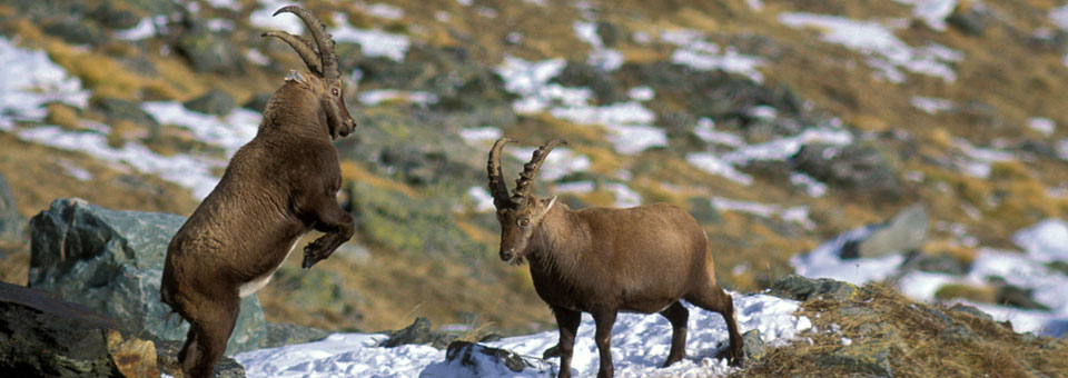 Parco Gran Paradiso Grauson 