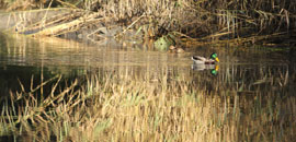 Marais marshlands of Morgex-La Salle - Natural Reserve