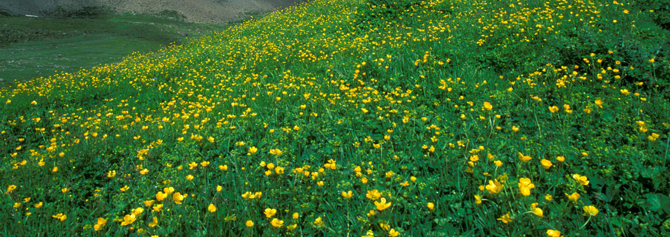 giardino paradisia cogne