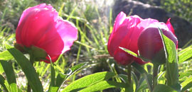 Stazione di Peonia Officinalis