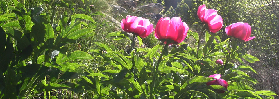 peonia escursioni valle aosta