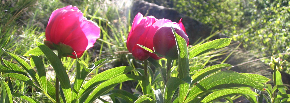 fioritura peonia valle d aosta