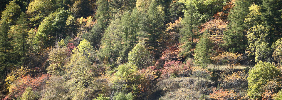 Pont d ael valle cogne