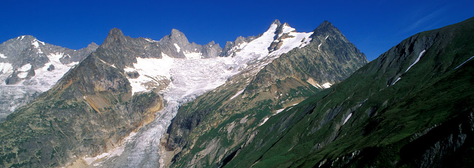 monte bianco saussurea