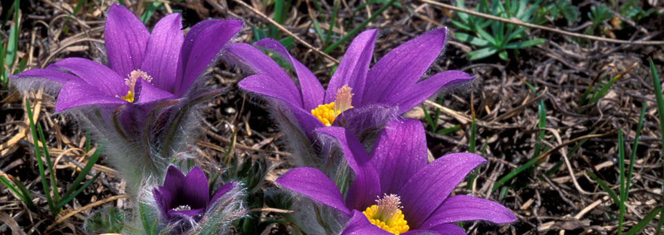 giardino saussurea courmayeur