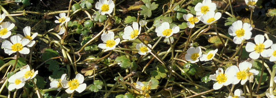 riserve naturali stagno lo ditor