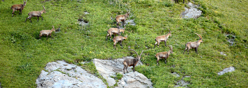 valgrisenche parco gran paradiso 