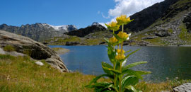 Ambienti d'alta quota <br />della Vallée de l'Alleigne