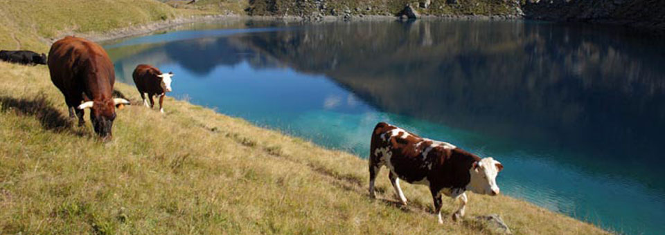 valle d aosta fontina 