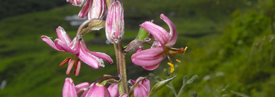 peonia valle aosta