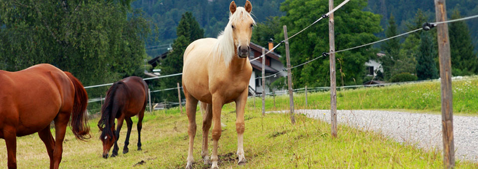 equitazione valle aosta