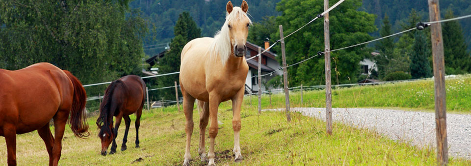 equitazione valle aosta