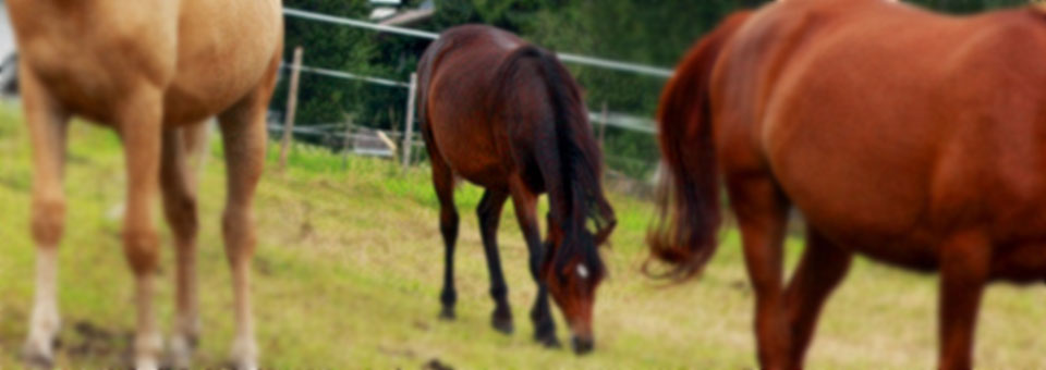 valle d aosta attività cavallo