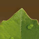 FORESTE DI CARTA