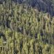 GIORNATA INTERNAZIONALE DELLE FORESTE