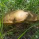 RICONOSCERE I FUNGHI