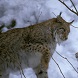 LA LINCE IN VALLE D’AOSTA