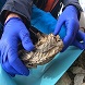 LA MARMOTTA DEL LYSKAMM