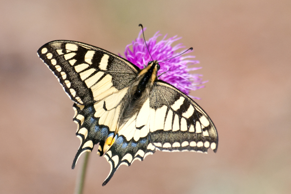 Biodiversità Farfalla su fiori viola