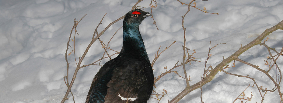 valle d aosta fauna alpina