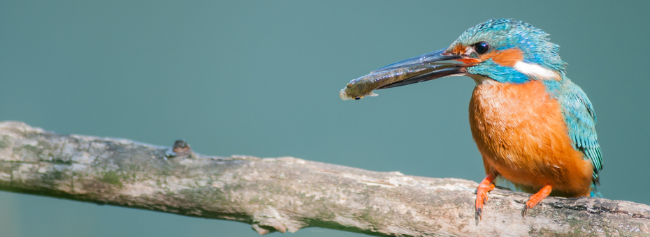 riserve naturali martin pescatore