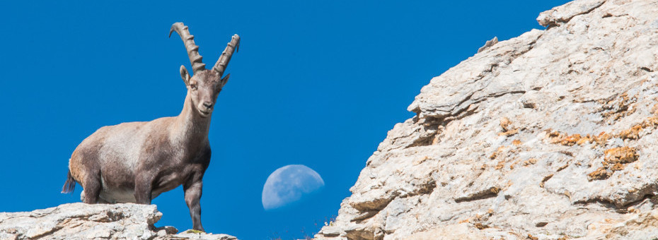 Stambecco con la luna che sorge sullo sfondo