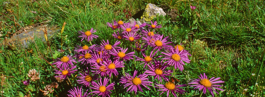 valle aosta flora aster alpinus