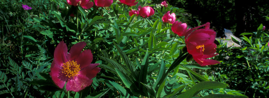 Paeonia officinalis