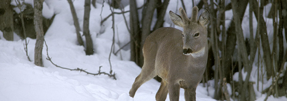 valle d aosta fauna